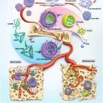 Adv. Mater：具有天然归巢能力的骨髓基质细胞源性工程化仿生纳米囊泡用于靶向递送