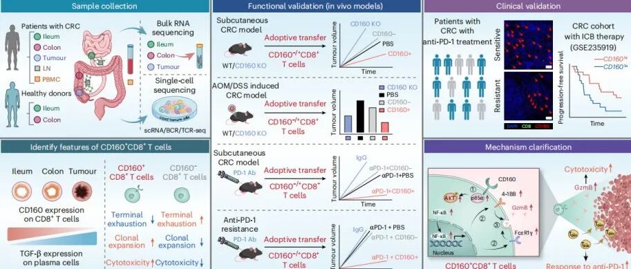 中国医学科学院发现肿瘤免疫新靶点—CD160