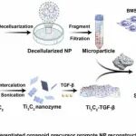 Nano Today | 天津大学徐宝山等团队研究发现利用微纳米材料构建的类器官前体促进椎间盘切除术后髓核重建