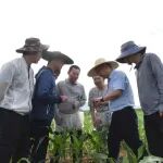 Mol Plant |作物育种能否更快、更精准？华中农业大学严建兵教授联合多团队破解这一难题