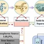 Nano Today | 同济大学马杰/曹江林研究发现低浓度反位缺陷 LiFePO4 的微生物促进锂离子捕获