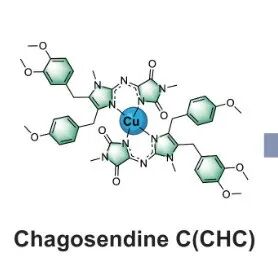 JACS｜上海中医药大学刘三宏团队与合作者揭示Chagosendine C诱导结直肠癌细胞铜死亡的机制