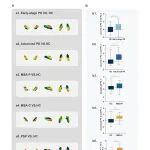 Transl Neurodegener｜首都医科大学冯涛教授揭示帕金森病黑质背侧高信号诊断价值及黑质铁沉积特征