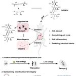 北师大曹玮教授/清华许华平教授 Cell子刊：适配口服的改性黑色素用于肠道辐射防护