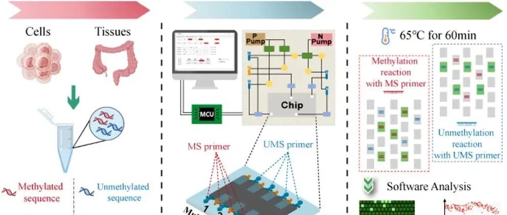 AC.一种用于结直肠癌中SDC2甲基化定量检测的自动化多样本数字LAMP平台