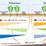 东北地理所在秸秆还田下团聚体微生物资源限制调控土壤有机碳储存方面取得研究进展