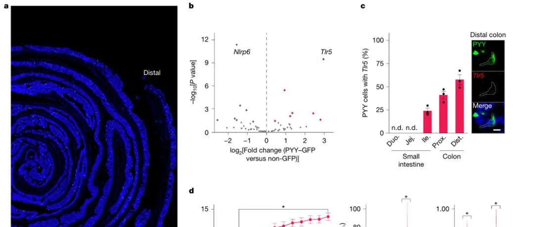 Nature | 肠道神经细胞"感知"细菌信号进而抑制进食行为