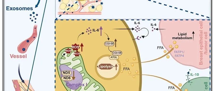 中山大学苏士成团队最新Cell子刊