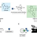 J. Am. Chem. Soc. | 酶激活的“糖衣”PROTAC