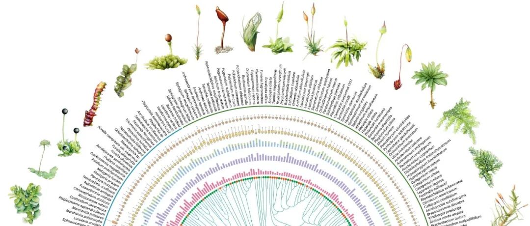 文献分享|苔藓植物的基因家族空间比维管植物更大