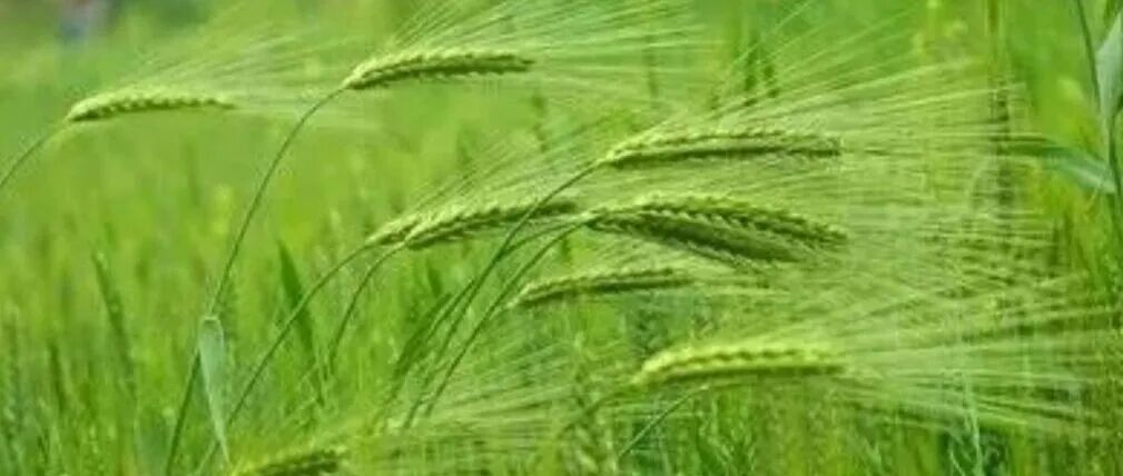 Nature重磅｜大麦驯化单倍型进化史被重新定义