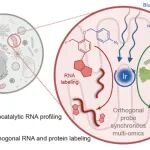 【Nat. Chem.】生物正交光催化驱动的线粒体转录组(CAT-seq)和同步多组学光催化邻近标记技术(CAT-ortho)