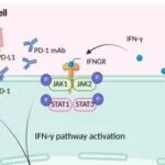 Cancer Discovery | 中国医科大学王冬来研究发现乙酰化激活T细胞内源性p53引发抗肿瘤免疫以促进癌症免疫治疗