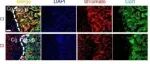 Bone Res丨朱燕宾等揭示Piezo1通过β-catenin/LARS2信号通路调控软骨细胞线粒体功能促进骨折愈合的机制