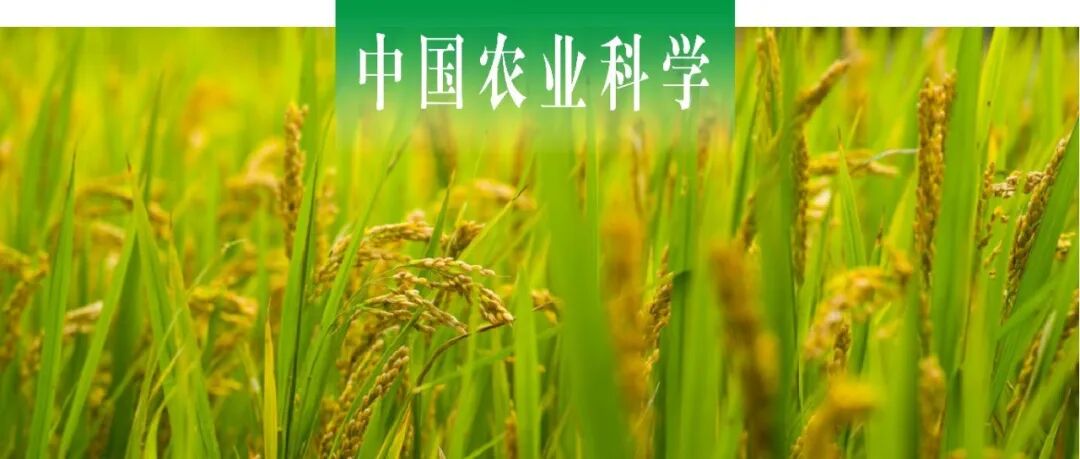 中国农业科学｜浙江师范大学蒋冬花课题组鉴定水稻细菌性条斑病菌拮抗放线菌并探析其防病和促生功能
