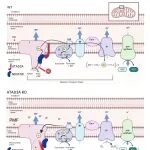 Free Radic Biol Med｜生物物理所陈畅研究组发现ATAD3A作为线粒体精准氧化还原调控分子的新功能