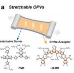 AM：调控有效弹性体密度实现高机械韧性与高效率的本征可拉伸有机太阳能电池