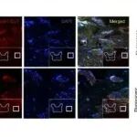 Bone Res丨四川大学袁泉等团队研究发现核FGF2通过调控相分离介导的rDNA染色质结构以控制BMSCs细胞命运