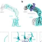 Nat Commun | 中国科学院耿勇等团队揭示全长LGR4-RSPOs复合物的冷冻电镜结构和用于抗肥胖治疗的靶向纳米抗体