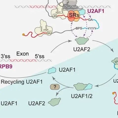 西湖大学付向东团队合作最新Science