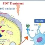 Nano Today | 东南大学李云晖等团队研究发现新型竹红菌素 B 衍生物光动力疗法驱动癌症免疫治疗