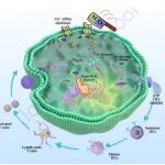 Biomaterials：通过NO调节细胞应激反应以增强钙过载引发的肿瘤治疗