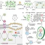 ACS Nano：抗坏血酸源性超分子凝胶可诱导癌细胞发生免疫原性铁死亡以增强肿瘤免疫治疗