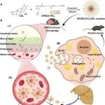 Adv Sci丨浙江大学徐骁等团队研究表明OPDEA-PCL/CEL系统可能是治疗MASLD的可行候选药物