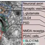 Cancer Cell丨西南医科大学研究团队发现感觉神经元通过谷氨酸能神经元-癌症假突触驱动癌症进展！