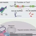 Cell Death Differ | 南京医科大学顾亚云/胡志斌发现雄性保守TSCL1结合PIWIL1调翻译