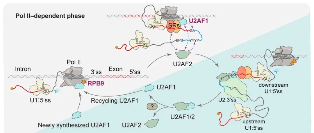 赞！西湖大学1周内集齐Cell，Nature及Science