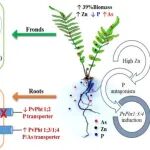 浙江大学马奇英团队Bioresource Technol.：高锌促进蜈蚣草砷积累——砷相关基因表达及其对植物修复应用的启示