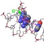 DNA能感应光与磁场？广岛大学等提出生物新型光磁感应机制
