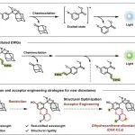 Angew：二氢氧杂蒽衍生的二氧杂环丁烷化学发光分子用于体内可激活成像