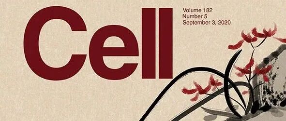 中国农业大学教授一作发表《Cell》封面文章，以通讯作者在《Nature》大子刊（IF=20.7）取得微生物组研究新进展