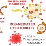 Nano Lett：利用脉冲激光照射金纳米粒子进行光动力疗法以治疗具有高基础氧化应激的癌症