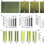 New Phytologist | 低氮处理通过富集叶际Massilia提升水稻稻瘟病抗性