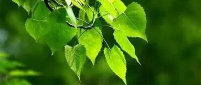 南京林大林木生物育种团队薛良交课题组在杨树表观突变群体DNA甲基化变异模式研究中取得新进展