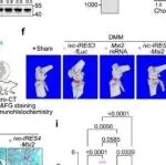邹卫国等团队合作最新Nature子刊