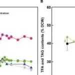 Adv Sci丨天津大学张卫文等人研究深入了解了高脂肪酸合成效率背后的机制