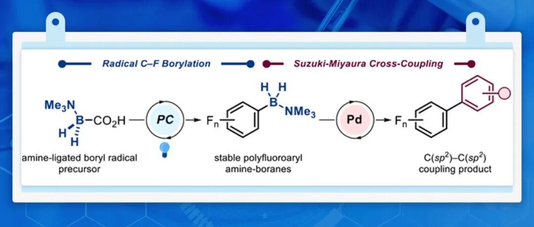【Angew. Chem.】名古屋工业大学/亚琛工业大学：胺配位的硼基自由基可实现多氟芳烃的直接C─F硼化反应和交叉耦合