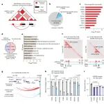 Nat Cell Biol｜中山大学吕万革/张弩团队绘制图谱解析风险SNP驱动的促肿瘤机制
