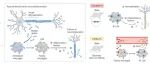 Adv Sci｜西安交大耿晶团队最新研究揭示离子通道免疫调控新机制
