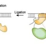 Adv Sci丨江南大学张国强团队研究开发的CRISPR-DNA聚合酶能辅助靶向诱变实现可调控的实验室进化