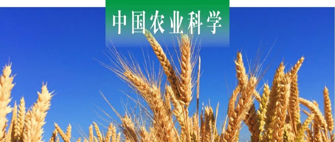 中国农业科学｜山西农大小麦所郑军课题组鉴定山西小麦矮秆基因 挖掘株高遗传位点