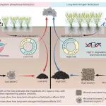 文献解读｜Nature Geoscience：浙大马庆旭研究员团队在探究长期氮磷肥施用显著促进土壤碳封存发布者