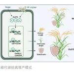省农科院研究生（现南京农业大学博士生），以第一作者身份在一区Top期刊上发表研究论文
