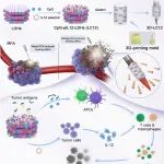 Adv. Mater：协同式3D打印套管可将射频消融术转化为针对肺癌的强效热免疫疗法