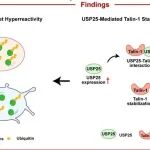 Blood丨复旦大学研究团队揭示了泛素化在衰老过程中血小板功能中的作用