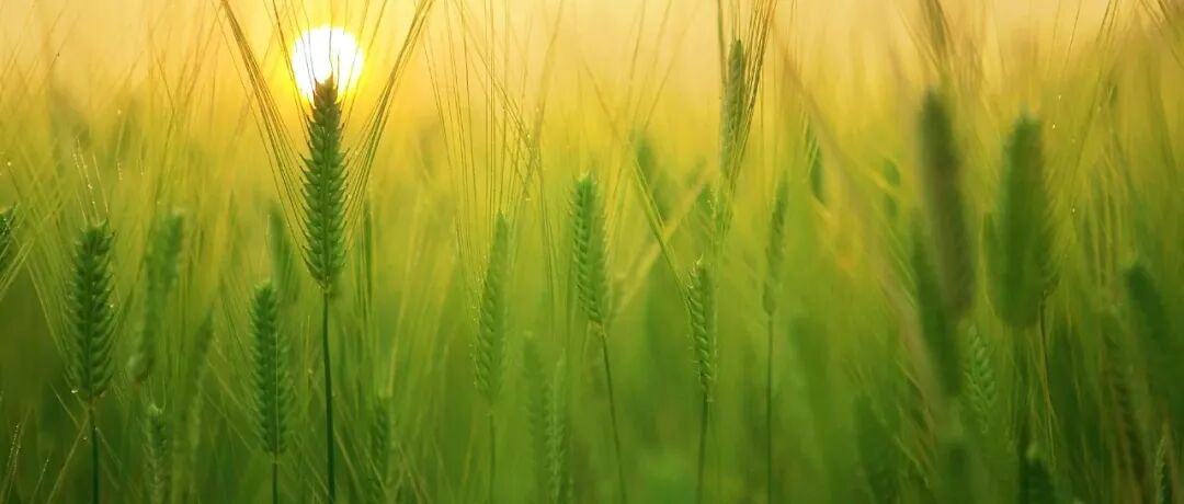 重磅！全球仅5人！2025植物科学“新星”揭晓，3位来自中国